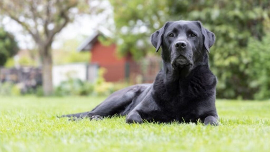 a girl and a black labrador