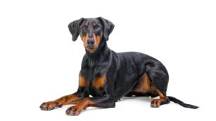 Puppy:we8pdrlxgsa= Doberman