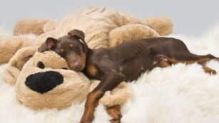 Puppy:we8pdrlxgsa= Doberman